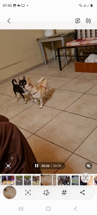 Вязка  чихуахуа розвязан