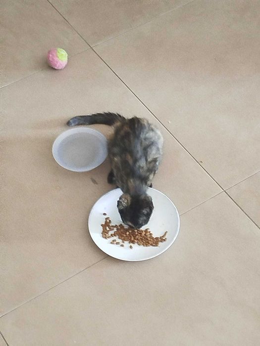 Gatinhos lindos para adoção responsável