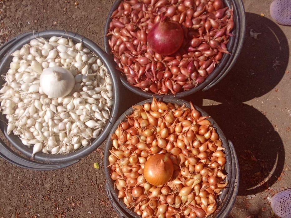 Лук -севок,арпаж,сіянка