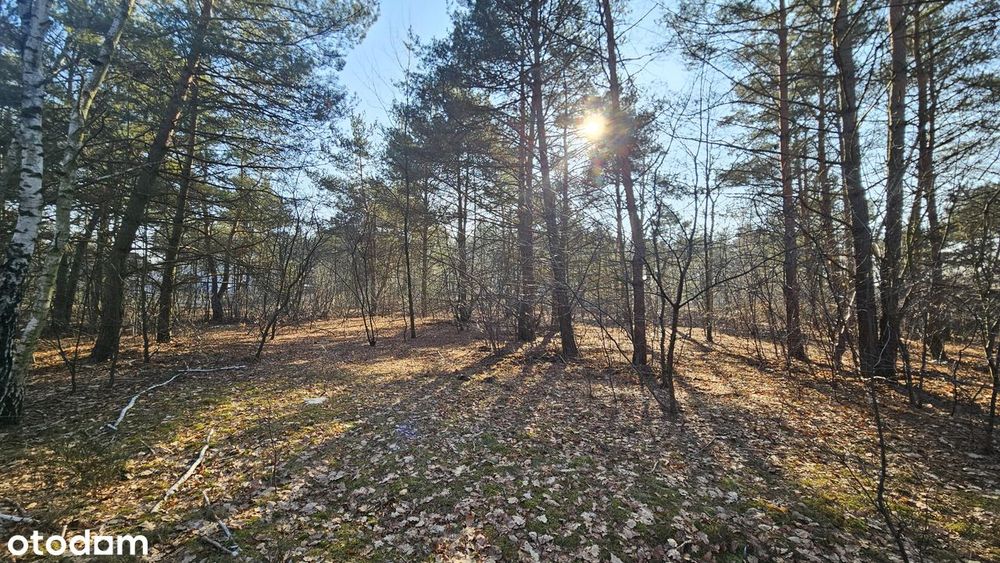 Chotomów działka budowlana 1265m2, las, blisko PKP