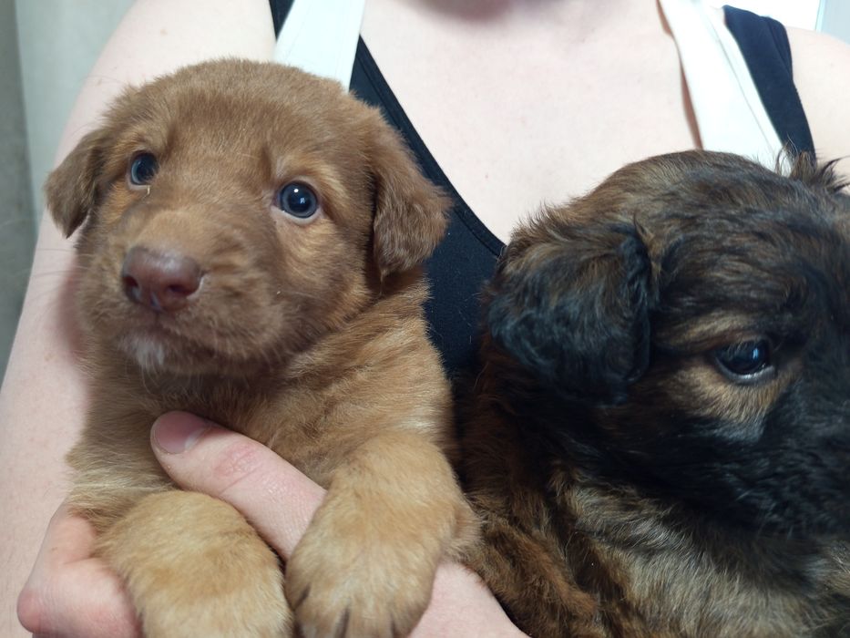 Продаются маленькие щенки