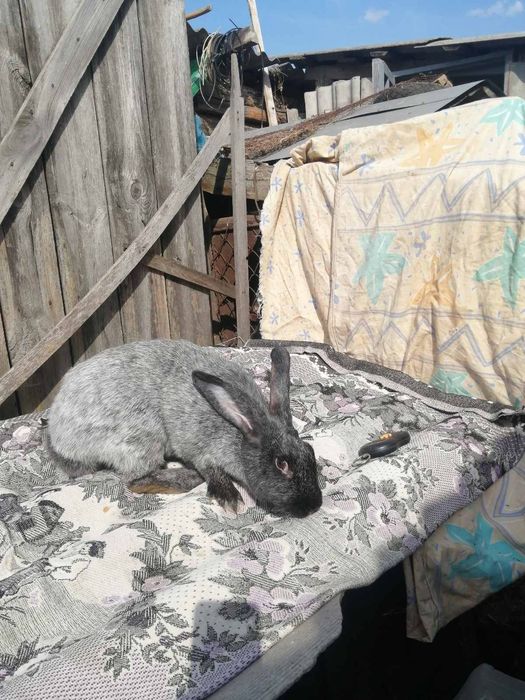 Домашние жывотные