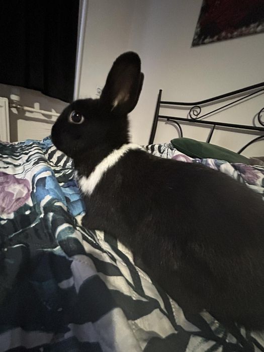 Sprzedam kròlika samica