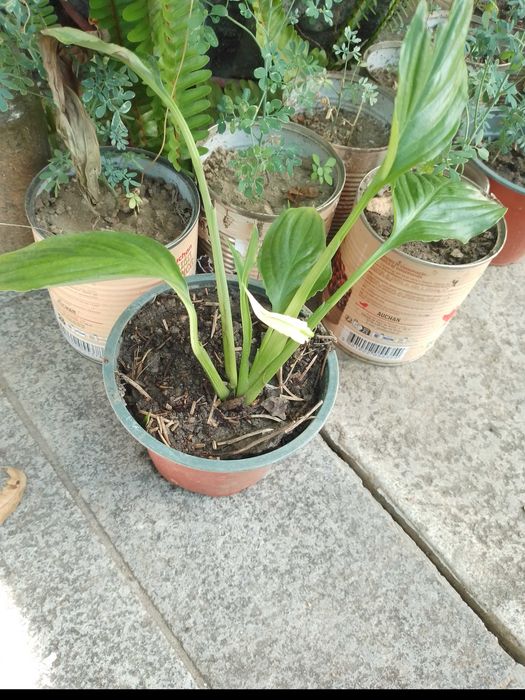 Planta Lírio da paz