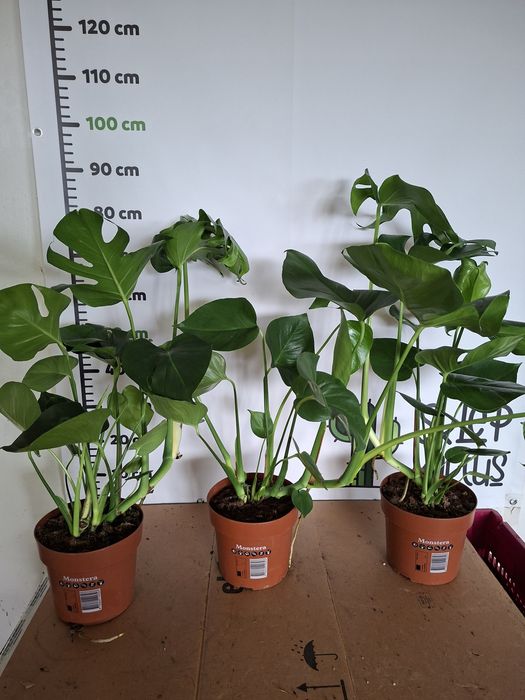 Monstera deliciosa DUŻA, WYSYŁKA