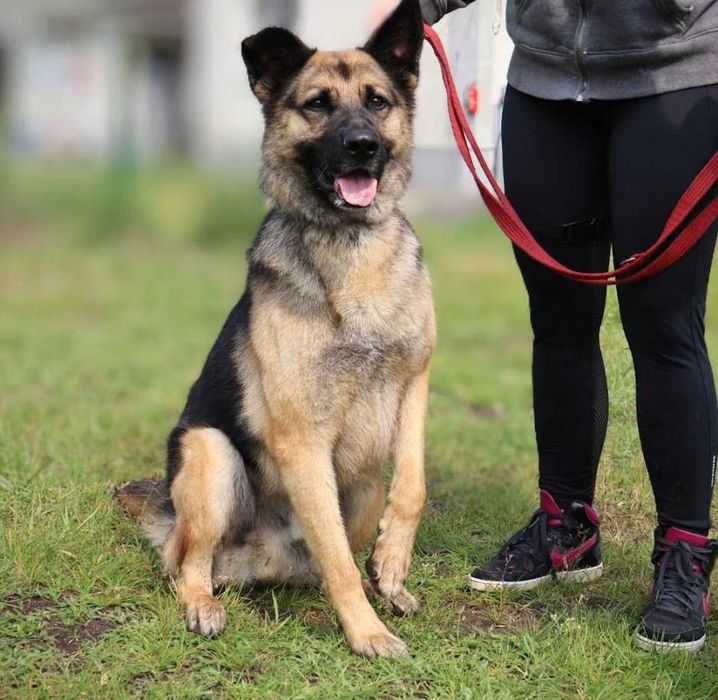 duży przyjazny pies czeka na dom