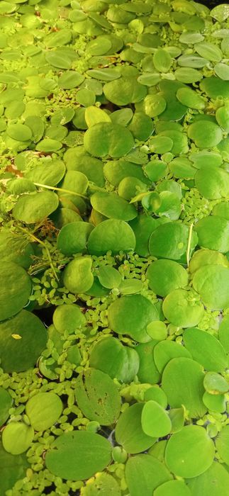 Limnobium . 10 sztuk. Roslina dekoracyjna bardzo ładna.