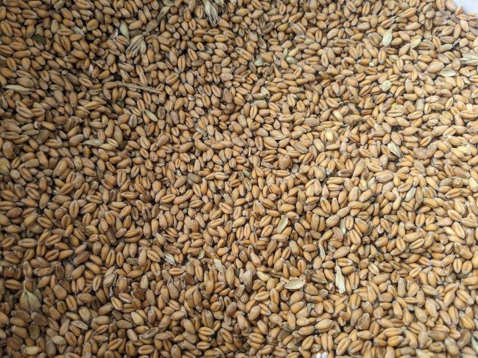 Продам пшеницю, ячмінь