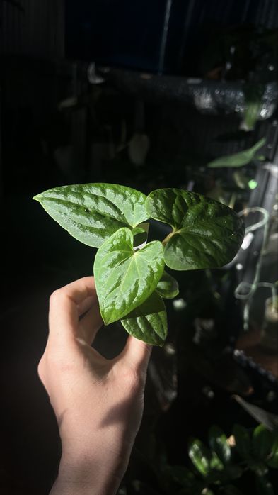 Anthurium Butterfly x Red Dark Phoenix