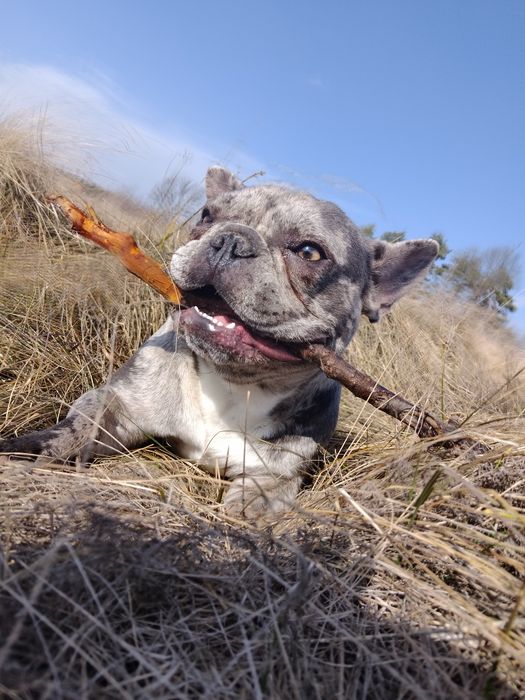 В'ЯЗКА Французький бульдог