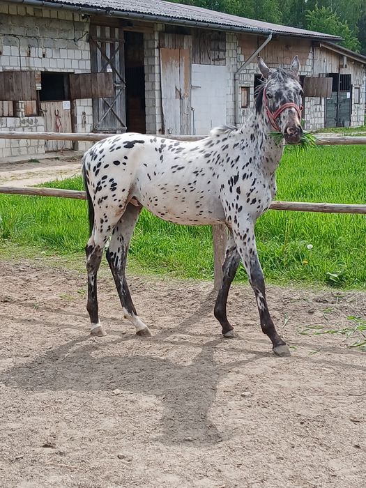 Ogier rasy małpolskiej