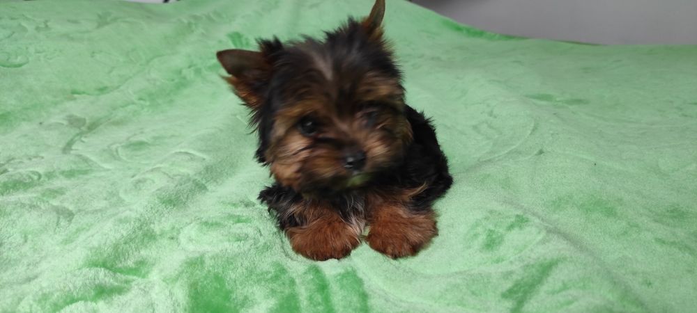 Yorkshire mini,mini   z rodowodem i paszportem