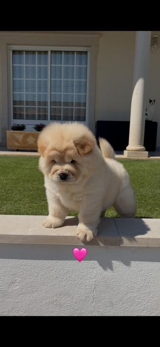 Chow chow fêmea..