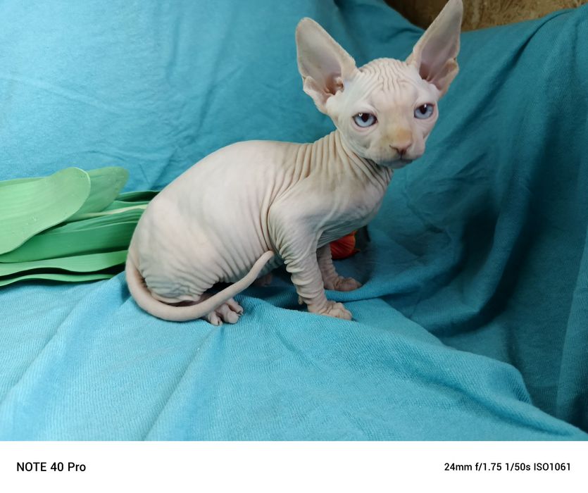 Голубоглазые очаровашки