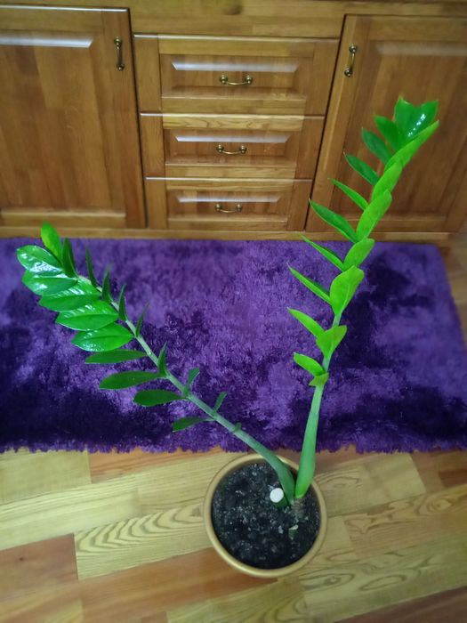 Вазон замікулькас