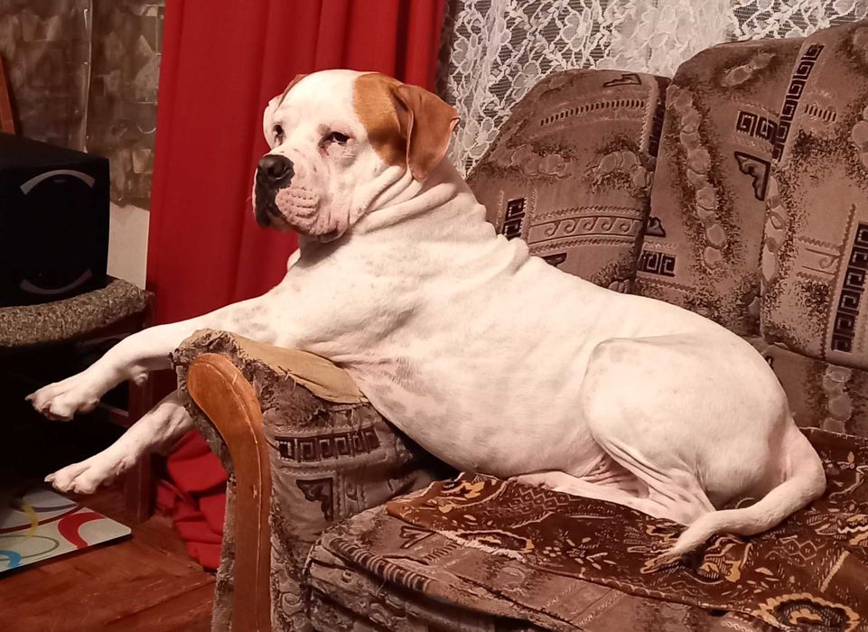 Вязка собаки питбуля