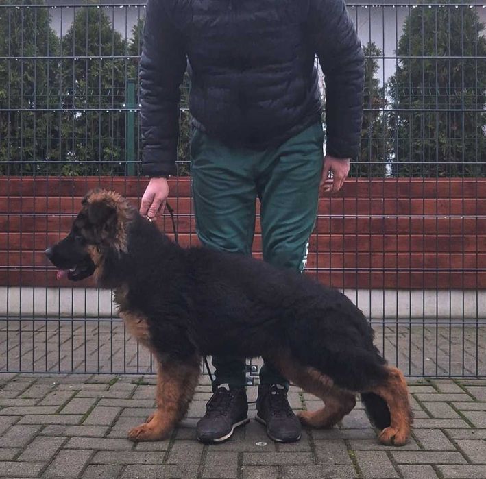 Owczarek niemiecki długowłosy FCI