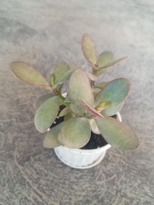 Комнатный цветок