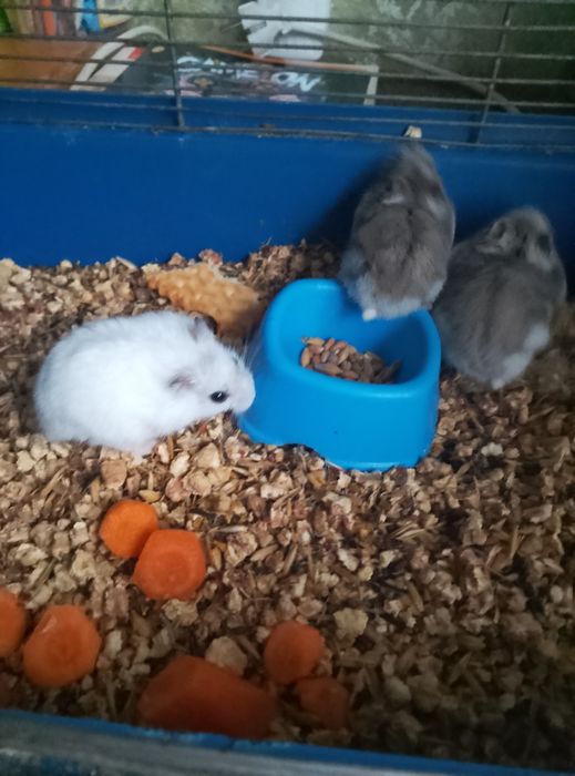 Джунгарские хомячки