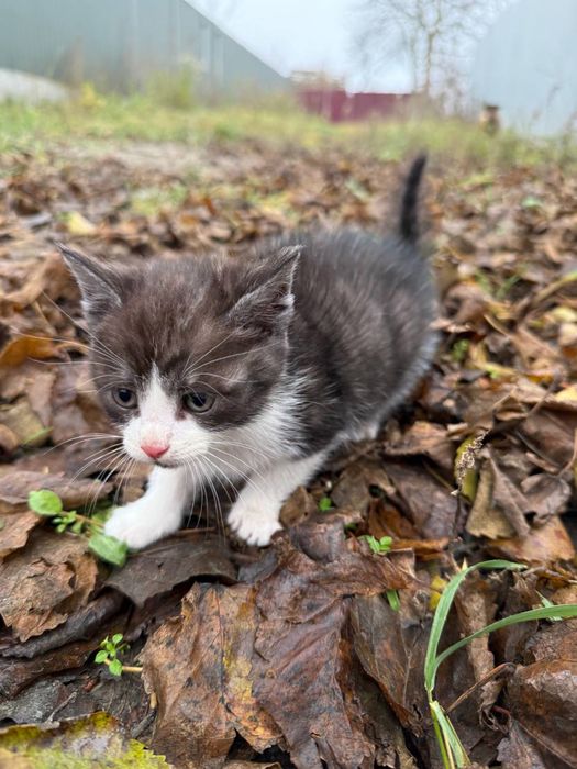 Котики безхатьки яких покинули