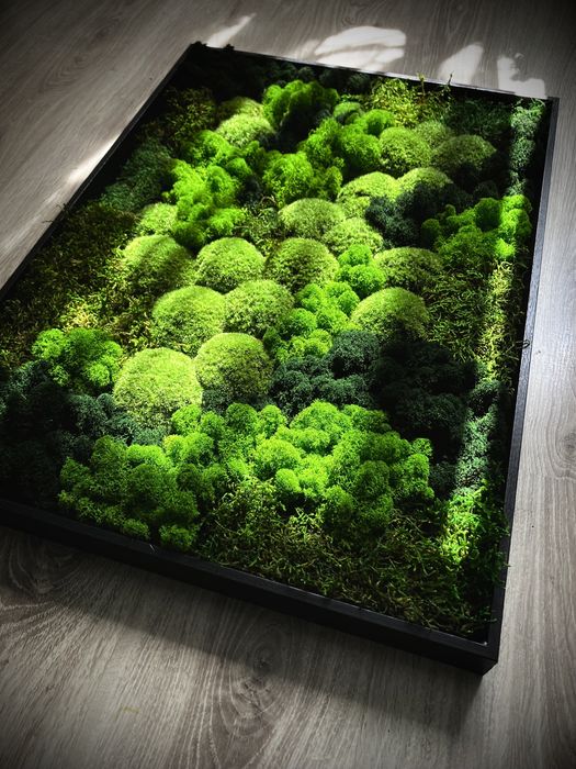 Mech Chrobotek w ramie 50 x 70cm lub 60 x 90cm różne rozmiary