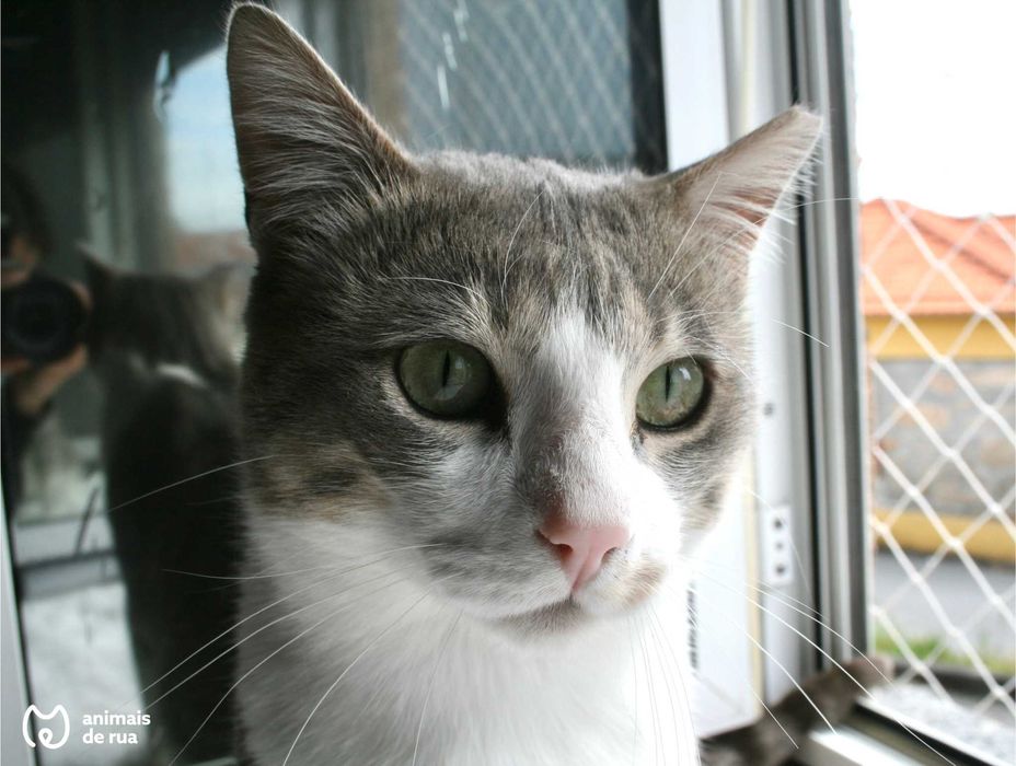 Baloo | Para Adoção