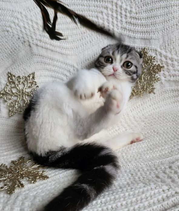 Неймовірно привітний Скотіш фолд плюшик в святковому окрасі