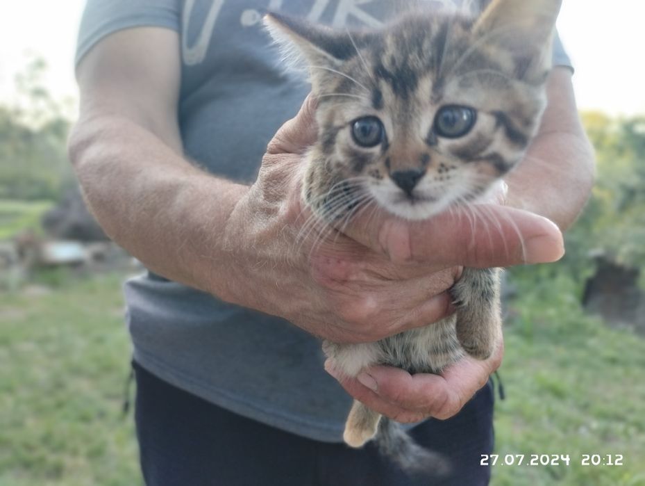 3 кота в добрі руки