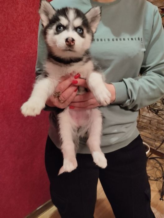 Чарівні цуценята Хаскі