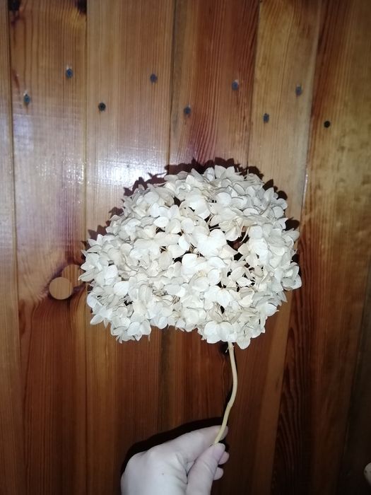 Продам сухоцвіти для творчості