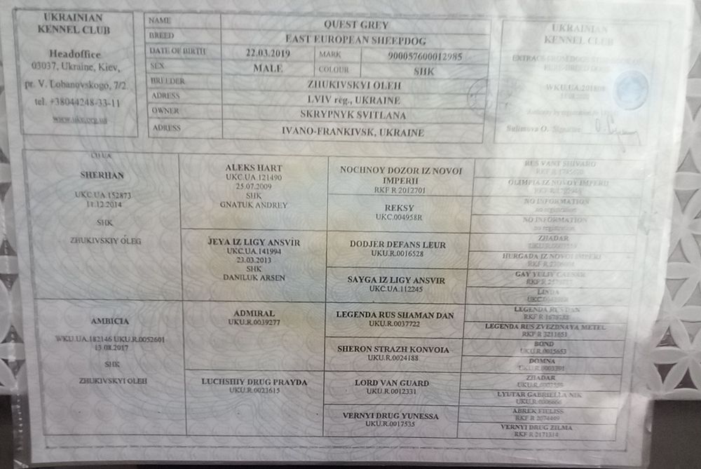 Східноєвропейська вівчарка для в'язки !!!