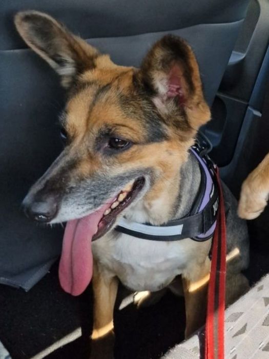 Cadela para adoção