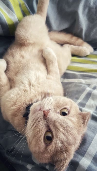 БЕЗКОШТОВНО віддам котика в добрі руки, Скотіш Фолд 5 років