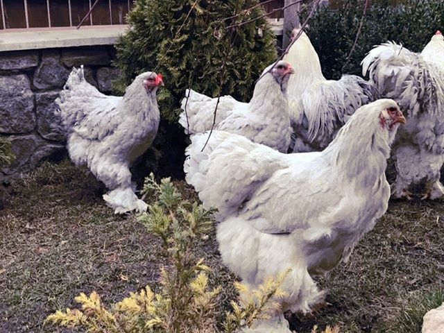 Інкубаційне яйце. Курчата, Брама блакитна, лавандова, помаранчева.