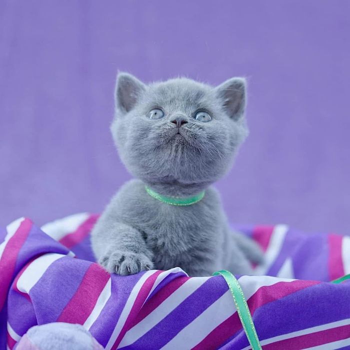 Kocur brytyjski krotkowlosy do hodowli, OKAZJA