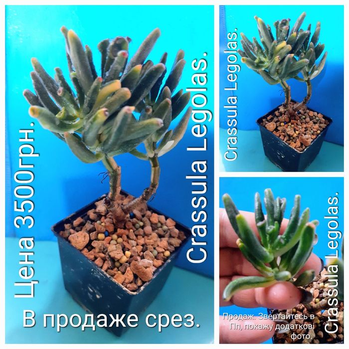 Рiдкiснi, колекцiйнi красули, грошовi дерева, сукуленти.