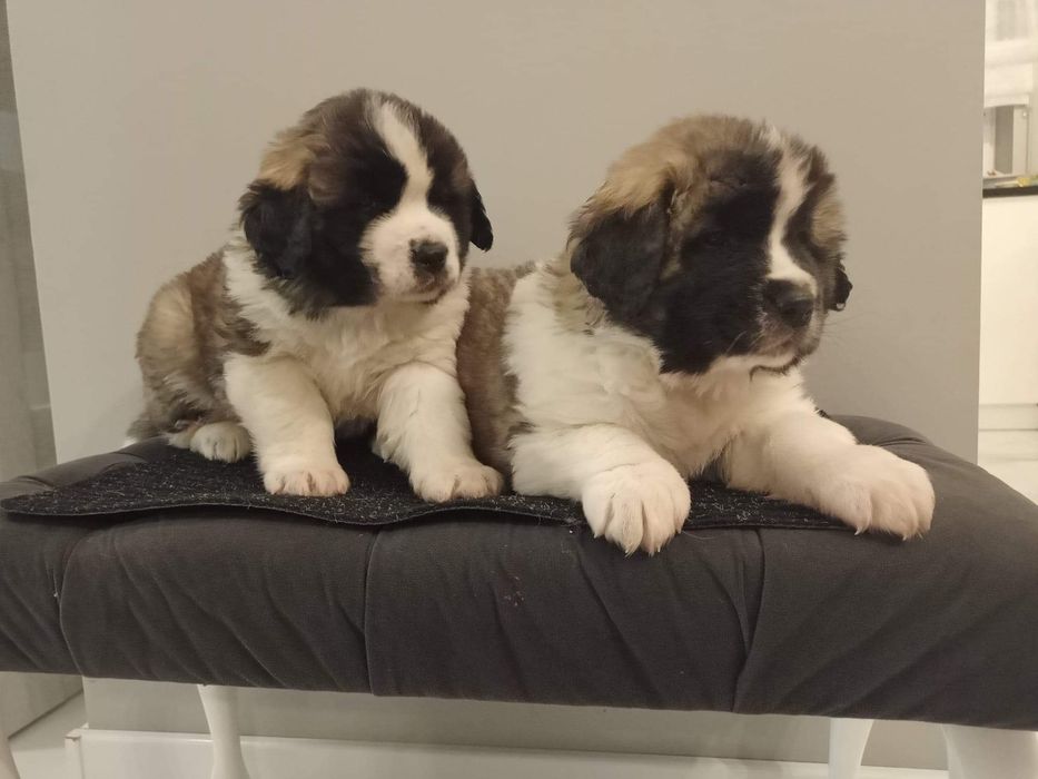 Pies Moskiewski Stróżujący nie Bernard