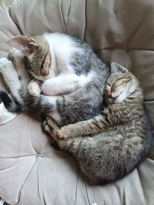 Віддам в добрі руки! Кошенята