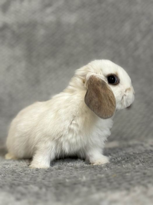 , króliki mini lopki,miniaturki