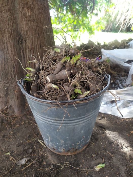 Іриси різнокольорові розпродаж