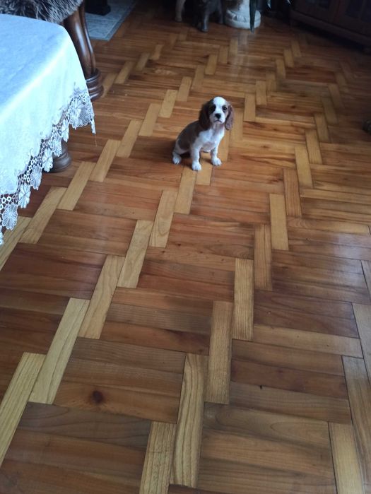 Cavalier King Charles Spaniel  Suczka
