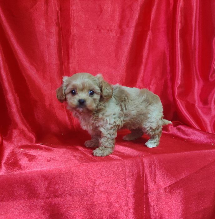 ‼️Шикарная толстушка мальтипу Ф-1