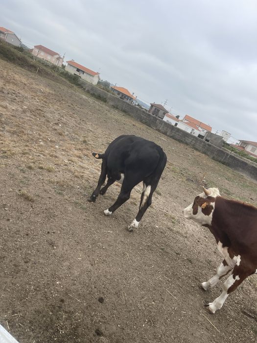 Vendo 4 vitelões cruzados
