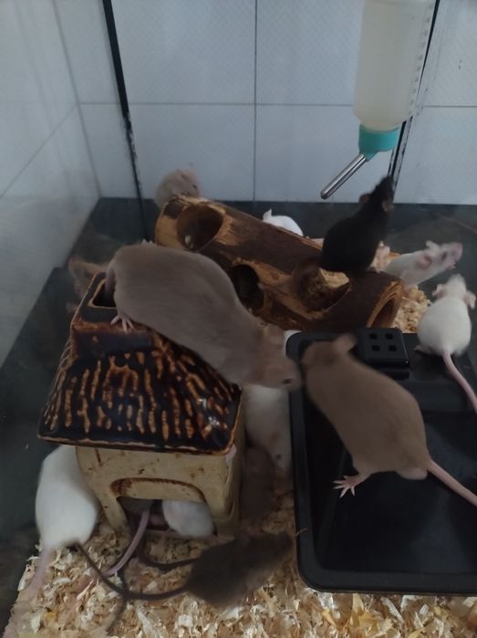 Mysz domowa biała czarna myszka