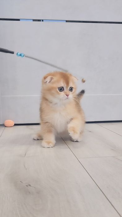 Шотландське кошеня золота шиншила