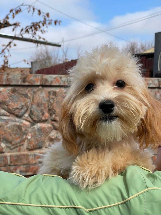 Чудові песики мальтипу