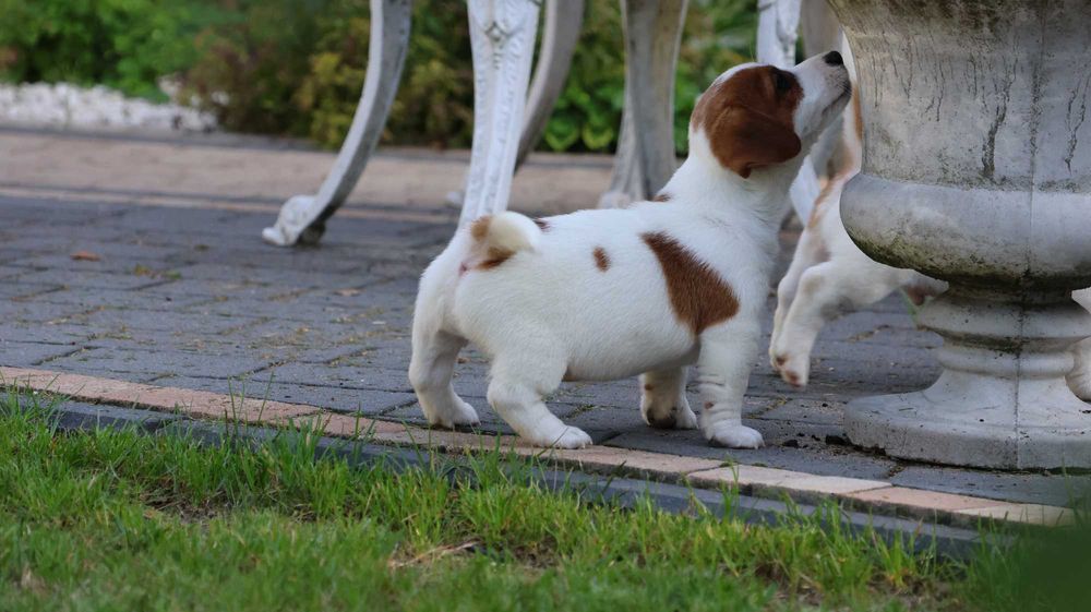 Jack Russell Terrier /ZKwP FCI- wzorcowa hodowla- PIESEK