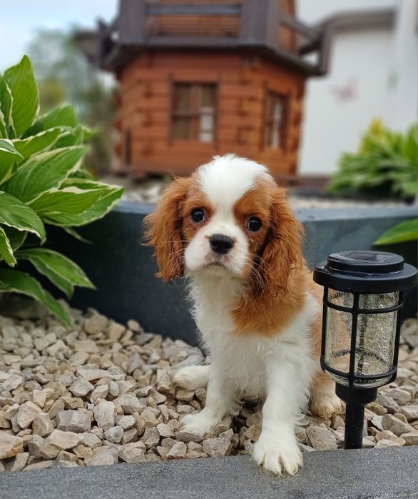 Cavalier King Charles Spaniel
