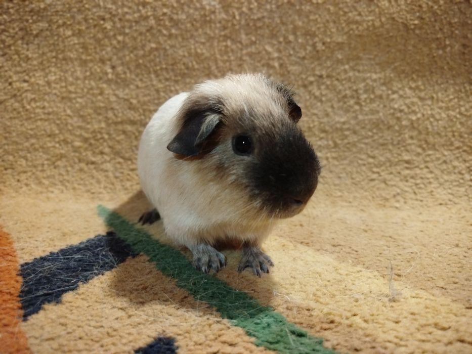 Морская свинка. Самец. Кремовый далматин, рисунок калифорния.