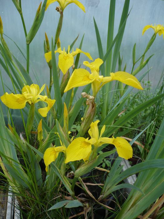 Rośliny wodne, rośliny przybrzeżne , Kamieńsk lesiakowski.pl
